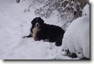 BERNIE- iluje sn�h