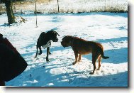 N�meck� a Bordeauxsk� doga