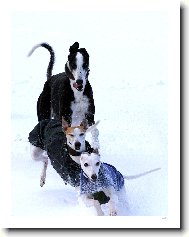 Zimn� dov�d�n�