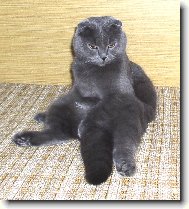 skotsk� klapouch� modr�