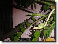 KVETOUC� ZAMIOKULKAS