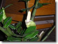 KVETOUC� ZAMIOKULKAS