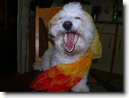 Vendy se r�da sm�je