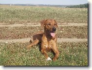 Rhodersk� ridheback