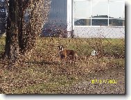 hled�m novej klacek a nic...