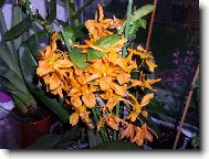 tato rastlinka ma uz 6 \"potomkov\"