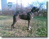 Dante �esk� Sirius