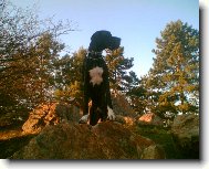 Dante �esk� Sirius