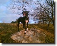 Dante �esk� Sirius