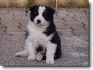 chovn� stanice Assi Kavon