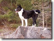 Assi od Star�ch dub�