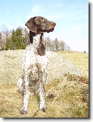 NKO Cirra Lav�re Mor�via