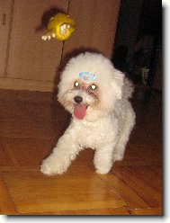 Gumov� slepice\\.\\.a l�t�\\?