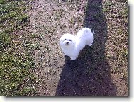 N� mil��ek Sindynka