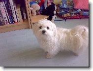 N� mil��ek Sindynka