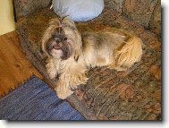 Na�e shih-tzu hol�i�ka Aisha
