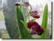 Rozkv�taj�c� miltonie