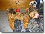 zimn� dom�c� hr�tky