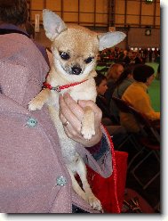Z n�v�t�vy Crufts 2007
