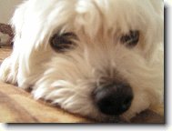 Mike�ek ze �ukova