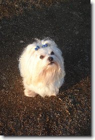 Malt�zsk� ps�k