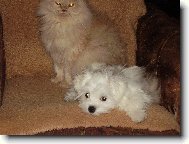 NELINA Z KOSTELCE N � LESY