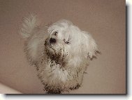 NELINA Z KOSTELCE N � LESY