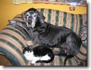 jsi p�ece jen ko�ka, ale o kousek se rozd�lim