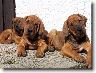 tosa inu �t���tka z chovatelsk� stanice Diamant severu