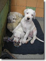 Damia   Dragon   Don T Blansk� les