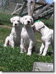 Dragon   Damia   Don T Blansk� les