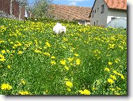 Shereen mezi pampeli�kama