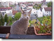 Tady kr�lovnou jsem j�...