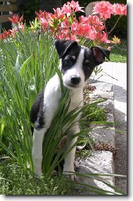 JARO V PERU PO �ESKU