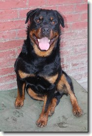 um�m kr�sn� �t�n�tka!