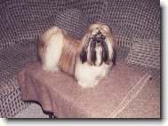 Akim Tibetsk� Sk��tek