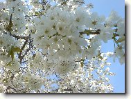 Rozkvetl� t�e�e�