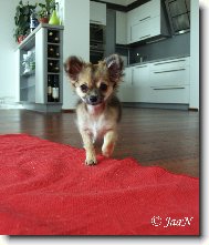 Gladys Chomutovsk� Amorek