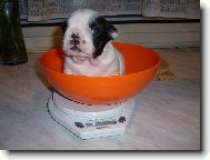 Happy Francouzsk� lilie