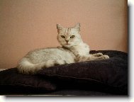 Britsk� st��b�it� kr�tkosrst� s �ern�m te�kov�n�m / WHISKAS