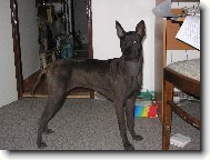 5 m�s�c� star� fenka