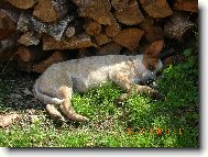 Australsk� hon�ck� pes