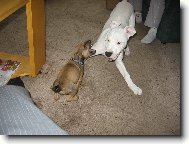 Adu�ka a Nessa jako prcc�