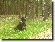 Dante �esk� Sirius