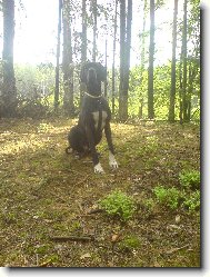 Dante �esk� Sirius