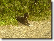 Dante �esk� Sirius