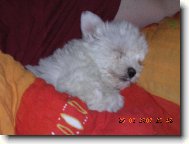 Malt�zsk� sle�na Barunka