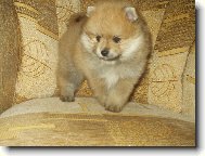 N�meck� �pic mal� - Flipp Sandir�