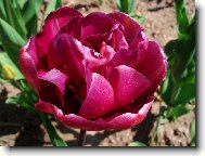 tulip�n