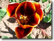 tulip�n